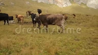 <strong>一群牛</strong>在草地上奔跑，稳健的射击，缓慢的运动。